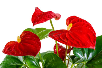 Isolated red anthurium flower blossom - obrazy, fototapety, plakaty