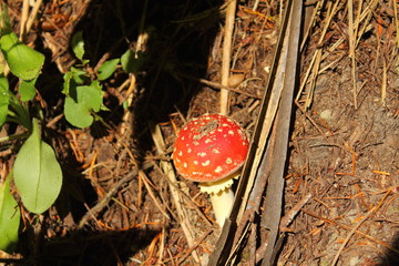 red mushroom in nature