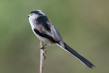 Long tailed tit (Aegithalos caudatus)