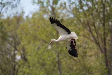 White Stork flying and standing in a field, Fuerth, Germany