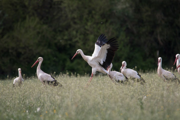 White Stork flying and standing in a field, Fuerth, Germany