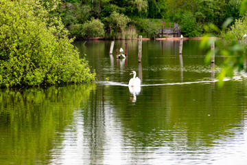 lonely swan on the swan lake