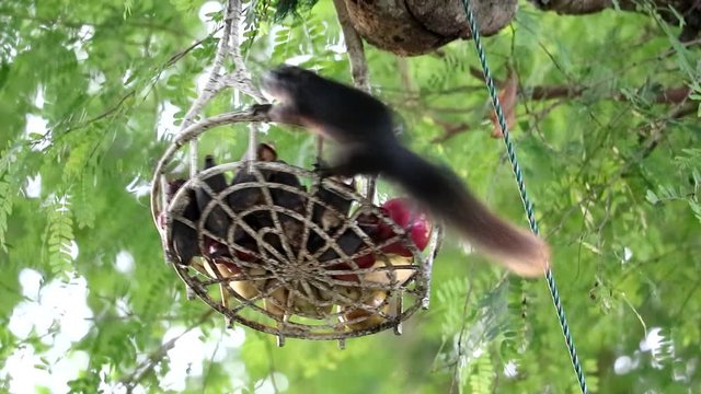 slow motion squirrel run away after eat fruit in basket