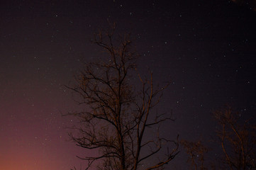 tree on a starry sky background