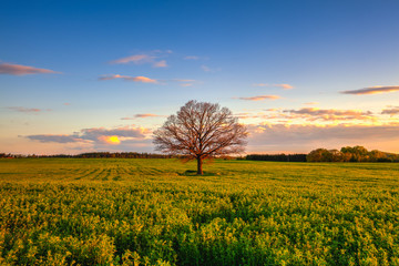 Obraz premium Memorable lonely tree at sunset, Czech Republic