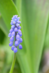 blue hyacinth on green background