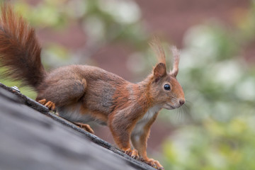 Naklejka na ściany i meble Eurasian red squirrel playing on the roof an in the tree, Fuerth, Germany