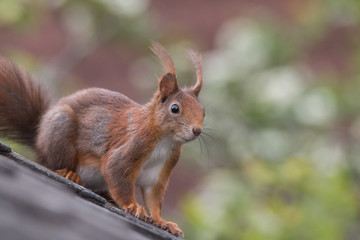 Eurasian red squirrel playing on the roof an in the tree, Fuerth, Germany