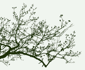 Silhouette of a branch of fruit tree in spring
