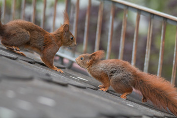 Eurasian red squirrel playing on the roof an in the tree, Fuerth, Germany