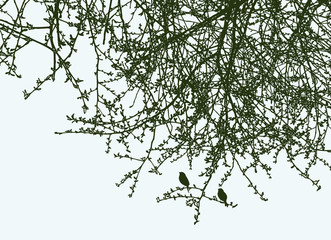 Silhouettes of branches of deciduous tree in the springtime