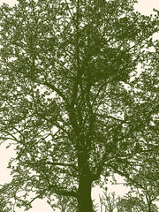 Fototapeta premium Silhouette of deciduous tree in spring