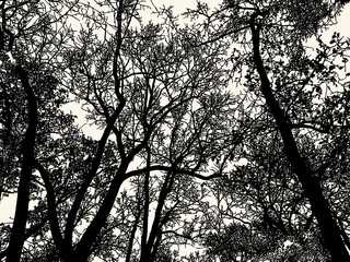 Silhouettes of deciduous forest in the cold season