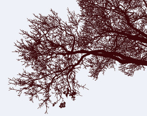 The branches of deciduous tree in autumn