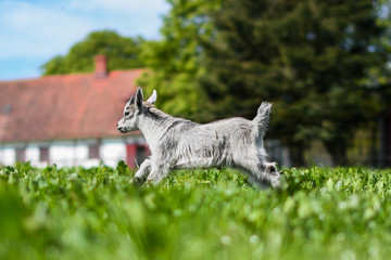 baby goat jumping in field