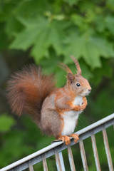 Eurasian red squirrel playing on the roof an in the tree, Fuerth, Germany