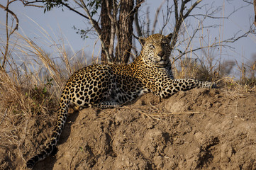 leopard on a hill