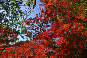 Looking up in the autumn forest