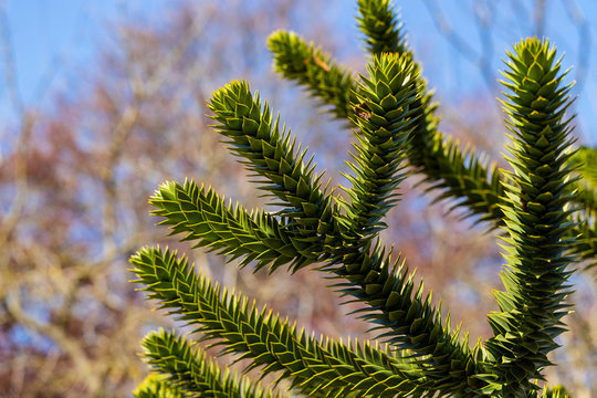 View of the leaves of the Araucaria araucana (monkey puzzle tree)