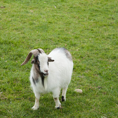 Chèvre aux courtes pattes