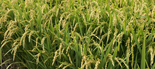 Obraz premium Rice grain growing in autumn field