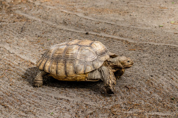 Schildkröte