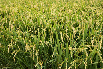 Rice grain growing in autumn field