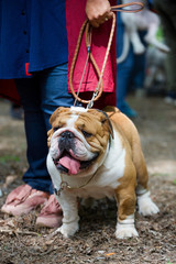 Bulldog breed dogs at the show. Spring, beautiful, purebred dogs, close-up, portrait. The dog is standing next to the owner on a leash