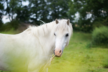 Obraz na płótnie Canvas portrait of a white horse