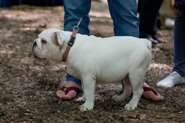 Bulldog breed dogs at the show. Spring, beautiful, purebred dogs, close-up, portrait.Young white dog on a leash next to the owner