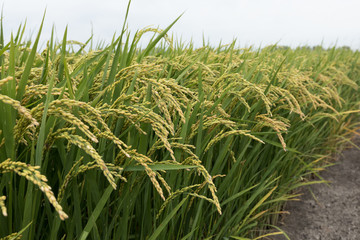 Fototapeta premium Rice grain growing in autumn field