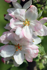 flowers of apple tree