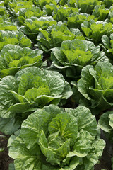 Chinese cabbage and onion in growth at field