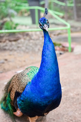 Fototapeta premium Peacock walking in the park