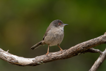 Beautiful Sylvia melanocephala warbler perched on a branch with green background