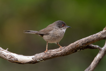 Beautiful Sylvia melanocephala warbler perched on a branch with green background