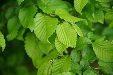 Fototapeta na wymiar Hainbuche (Carpinus Betulus) Blätter - Birke - keine Buche