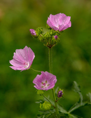 Fototapeta premium pink flower in the garden
