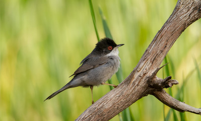 Beautiful Sylvia melanocephala warbler perched on a branch with green background