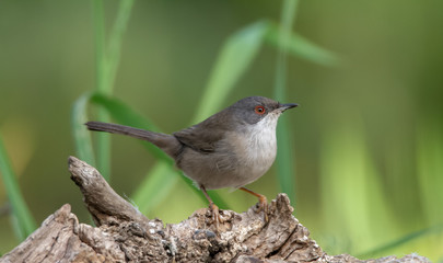 Beautiful Sylvia melanocephala warbler perched on a branch with green background