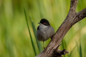 Beautiful Sylvia melanocephala warbler perched on a branch with green background
