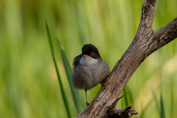 Beautiful Sylvia melanocephala warbler perched on a branch with green background