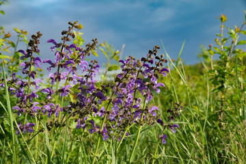 Wiesensalbei in freier Natur