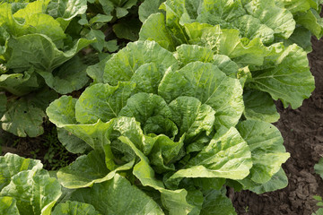 chinese cabbage crops in growth at field