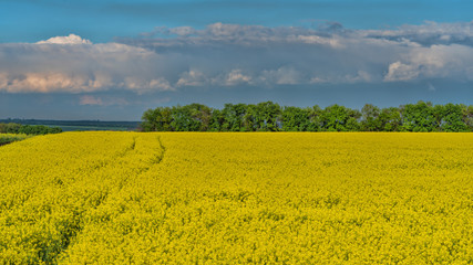 rapeseed flowers bloom on the field