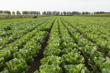 Fototapeta na wymiar chinese cabbage crops in growth at field