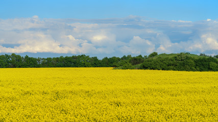 rapeseed flowers bloom on the field