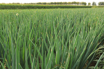 Green Chinese onion crops in growth at field