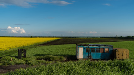 canola growing on the field