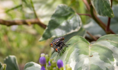 A couple of flies, mating